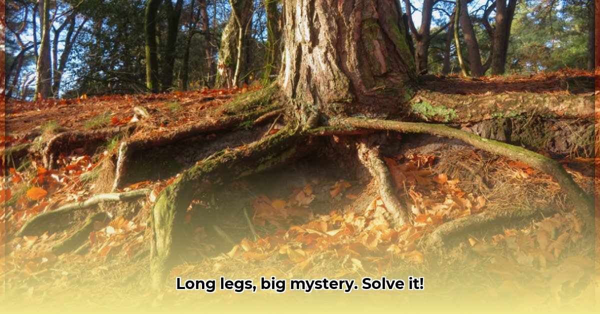 weidevogel-op-hoge-poten